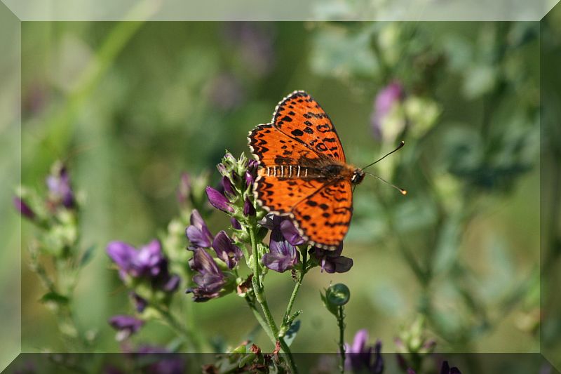 da determinare - Melitaea didyma (maschio)